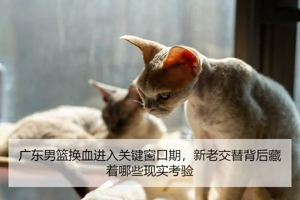 广东男篮换血进入关键窗口期，新老交替背后藏着哪些现实考验